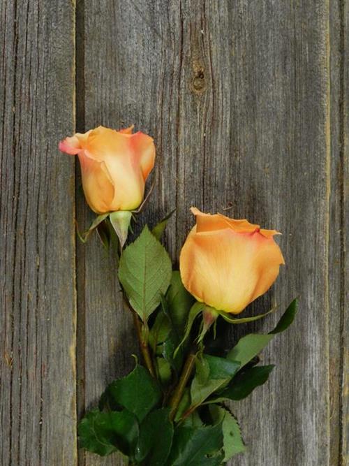 ORANGE UNIQUE   ROSES